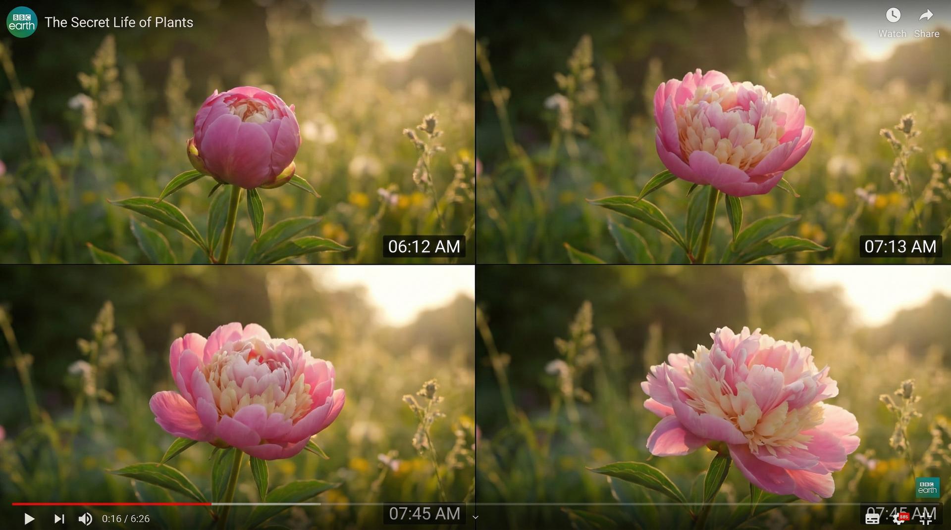 四虎视频植物视频